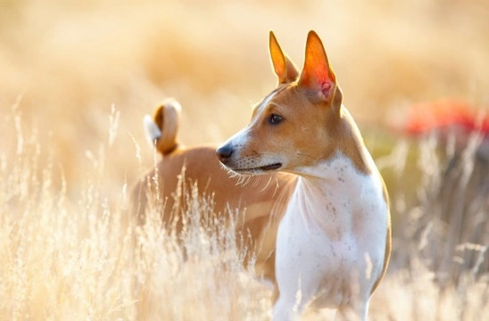 Is There Such a Thing as an Odourless Dog?