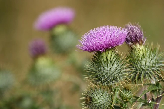 Milk Thistle and Laminitis in Horses