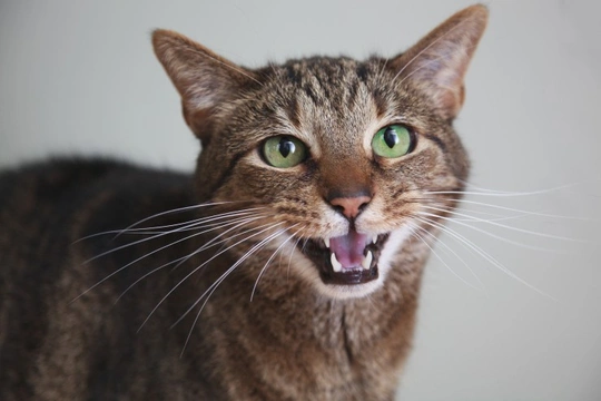 Why might your cat’s whiskers fall out?