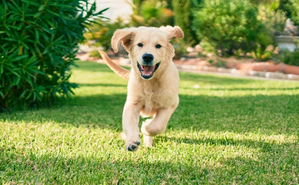 How to train a Golden Retriever puppy: Essential tips for new owners