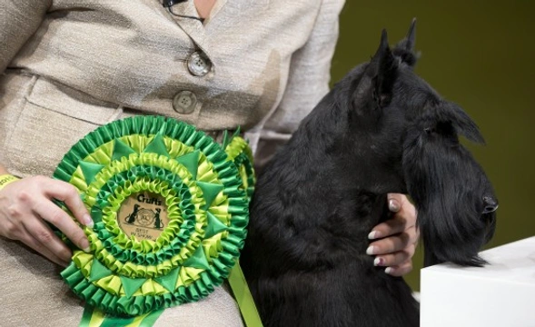 Crufts 2015 - The good parts