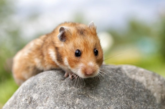 Syrian Hamsters