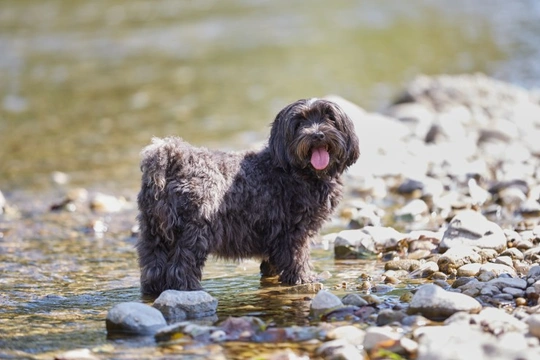 Teaching your dog to stay safe around water