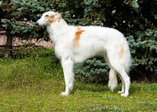 Afghan Hound or Borzoi, which is best for you