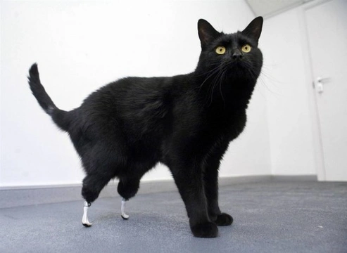 Noel Fitzpatrick and Oscar the bionic cat