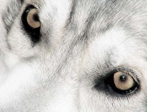 For those who love wolves - The Northern Inuit Dog