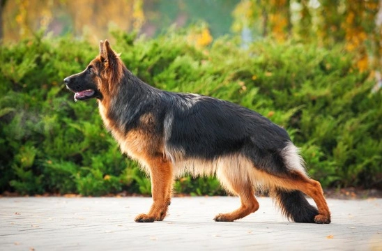 German shepherd average longevity and hereditary health