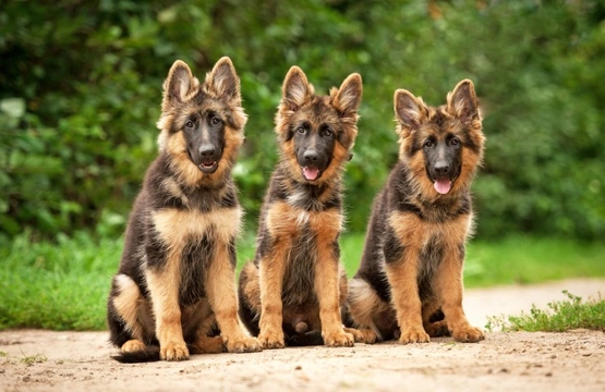 Five universal personality traits of the German shepherd