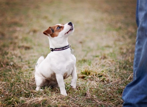 Probiotics for Dogs