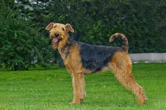 Five interesting facts about the Airedale terrier