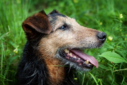 Canine congestive heart failure