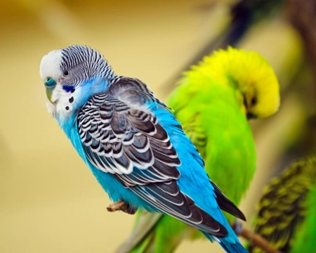 Budgerigar Colour Genetics