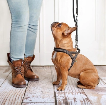 Dealing with a dog that grabs or chews the lead when out walking