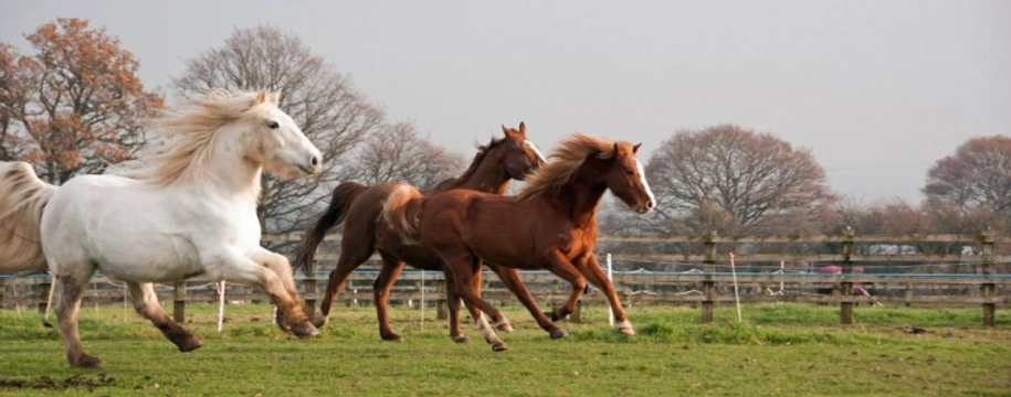 Options to consider if you can no longer care for your horse or pony yourself