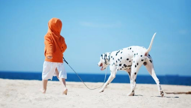 Moet mijn hond ingeënt als ik hem mee op vakantie wil nemen?