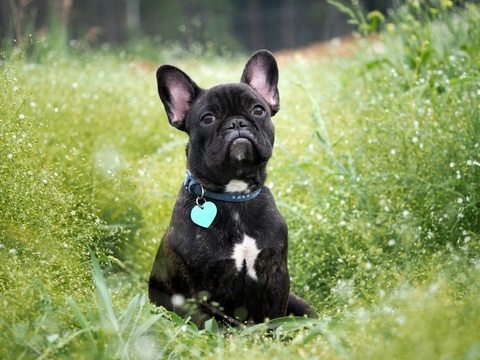 Four of the UK’s Ten Most Popular Dog Breeds are Brachycephalic