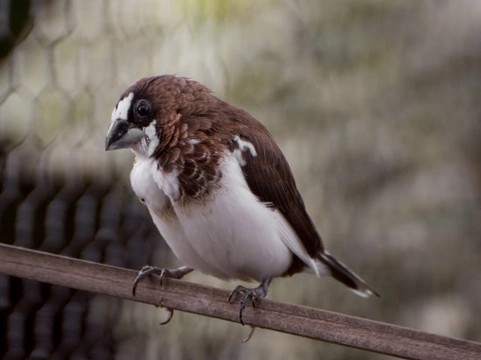 Common Illnesses in Finches