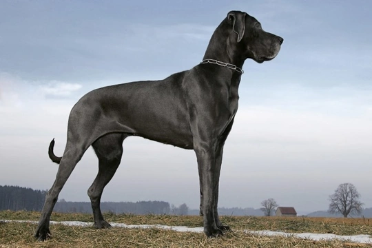 Five care and management considerations specific to giant dog breeds