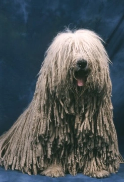 The Amazing Komondor Dog - Hungarian Sheepdog