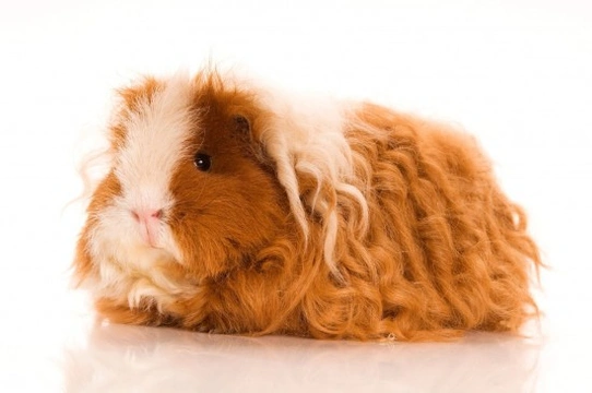 A Short Guide to Sheltie Guinea Pigs