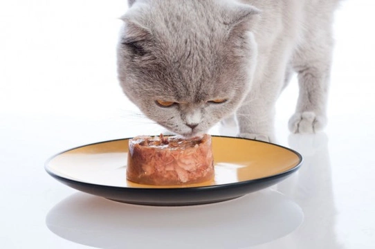 Feeding a Fussy Feline: Owner’s Manual