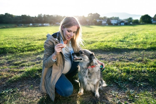 Does your dog realise you’re pregnant?