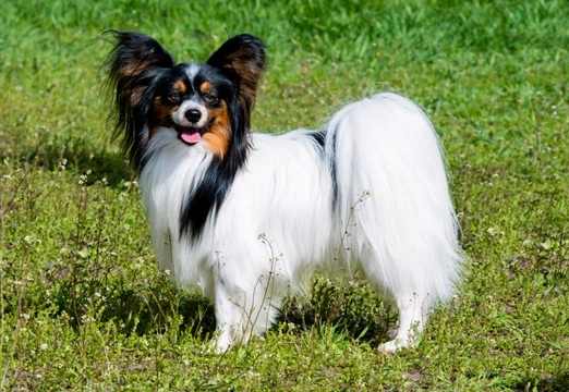 Lameness in the Papillon