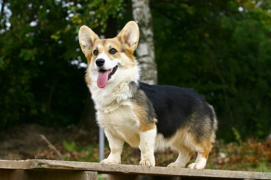 Pembroke Welsh corgi hereditary health and longevity