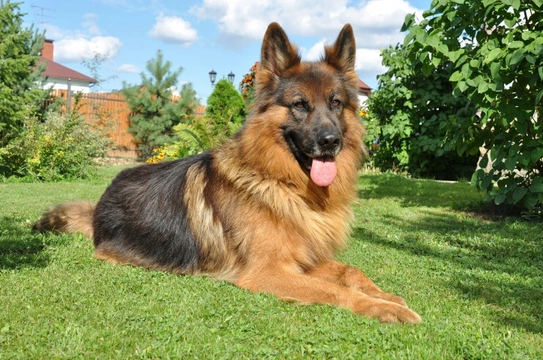 Masticatory Muscle Myositis in Dogs