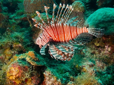 Keeping Lionfish in a Tropical Aquarium