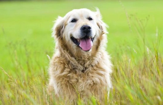 Gewrichtsproblemen bij honden voorkomen