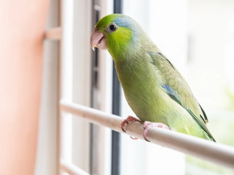 Pacific Parrotlet (Celestial Parrotlet)