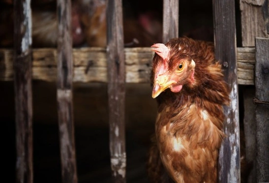 10 Fun Facts About Re-Homed Battery Hens