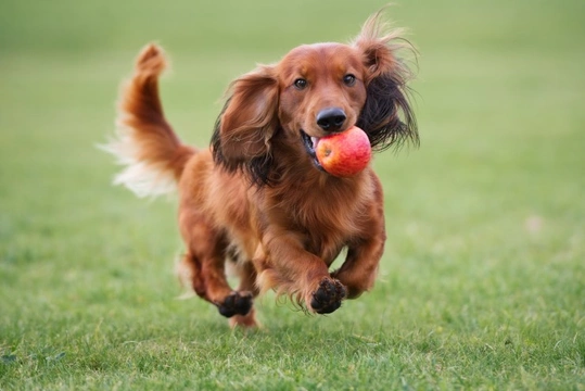 Five ways to make 2019 your dog’s best year yet