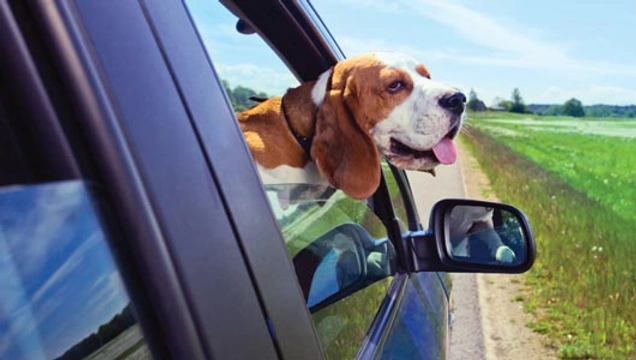 Hond in de auto