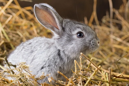 How to feed your rabbit a natural diet