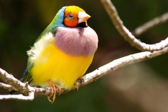 Gouldian Finch