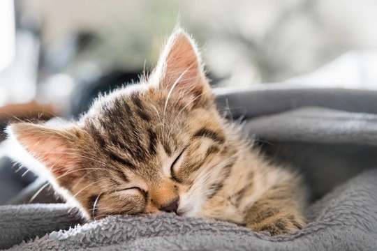 Five Faqs On Training A Kitten