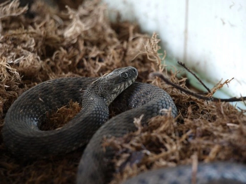 Cleaning your pet snake’s enclosure