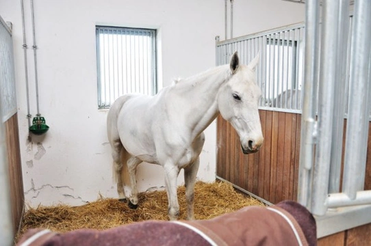 Stabling Your Horse