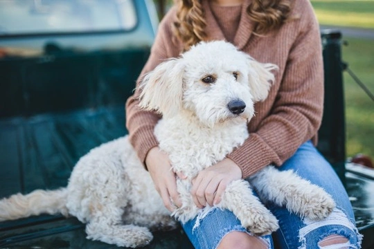 Tu perro... ¿puede leer tu mente?