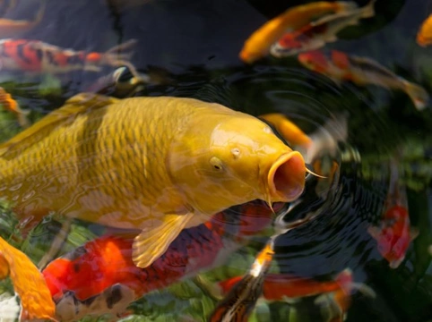 An introduction to koi carp