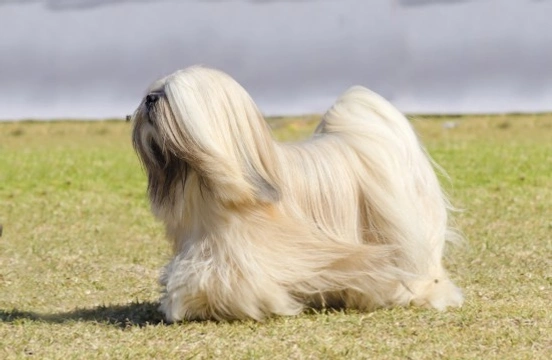 Lhasa Apso hereditary health and health testing