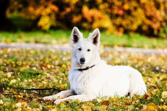 Dogs and autumn allergies