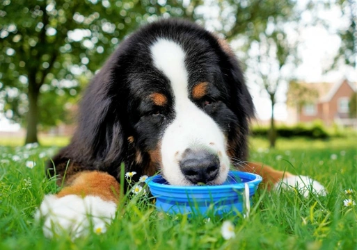 How to keep your dog hydrated in summer