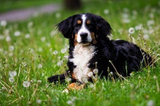 Can dogs get tuberculosis?