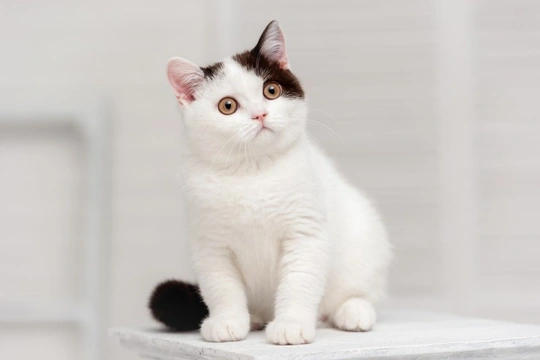 7 Cat Myths Debunked