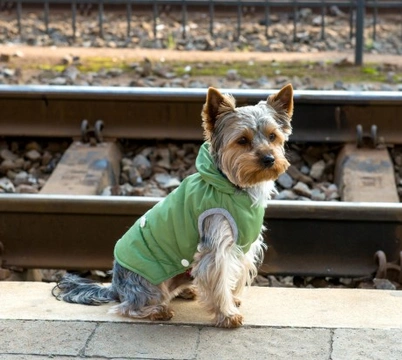 Train travel and dogs