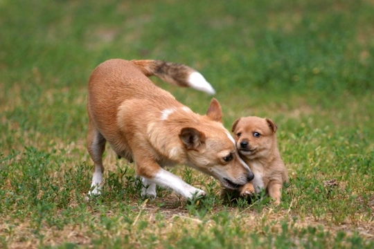 Inguinal hernias in the Portuguese podengo dog breed