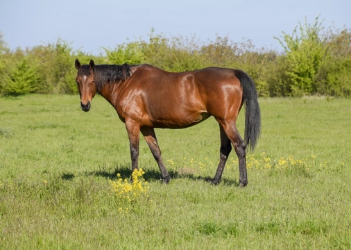 Lameness in Horses